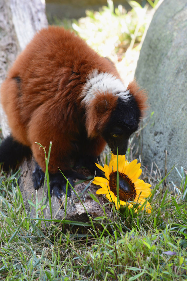 science center Lemur.jpg